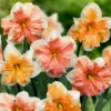 6 Double Daffodil Flower Bulbs Butterfly Mix - Narcissus Perennial Flowers - Image 1