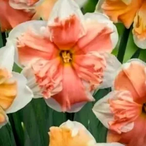 6 Double Daffodil Flower Bulbs Butterfly Mix - Narcissus Perennial Flowers - Image 5