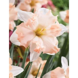 6 Double Daffodil Flower Bulbs Butterfly Mix - Narcissus Perennial Flowers - Image 9