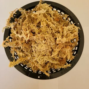 6 Inch Net Pot with New Zealand Sphagnum Moss - Hydroponics & Carnivorous Plants - Image 1