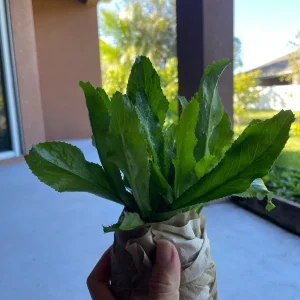 6 Live Culantro Plants – Eryngium Foetidum (Ngo Gai) – Outdoor Herb - Image 2