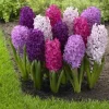 6 Purple Hyacinth Bulbs - Fragrant Hyacinth orientalis Mixture - Zone 3-9 - Image 1