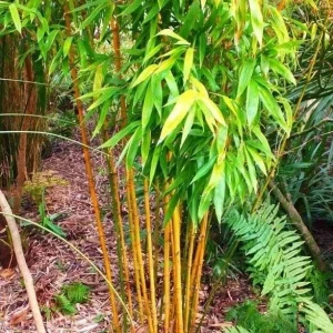 60+ Golden Bamboo Seeds (Phyllostachys Aurea) - Perennial Indoor/Outdoor - Image 2