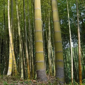 60+ Moso King Giant Bamboo Seeds - Phyllostachys edulis - Fast Growing Perennial - Image 1