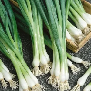 600+ Organic White Lisbon Bunching Onion Seeds, Scallions, NON-GMO, new Season - Image 3