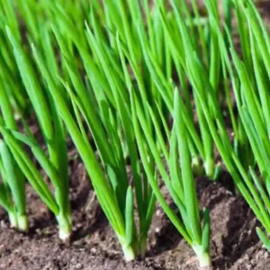 600+ Organic White Lisbon Bunching Onion Seeds, Scallions, NON-GMO, new Season - Image 1