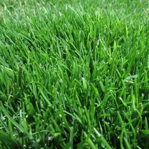 60,000 Emerald Zoysia Grass Seeds - Premium Lawn Turf, Drought Tolerant - Image 2