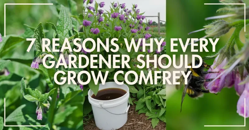 7 Reasons Why Every Gardener Should Grow Comfrey