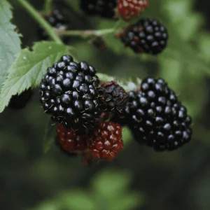 7 Prime Ark Thornless Blackberry Live Plants – Primocane Fruiting Plugs – Large Sweet Berries – USDA Zones 5-8 - Image 5