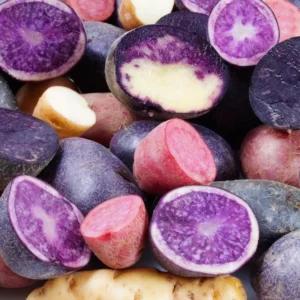 70 Heirloom True Potato Seeds – Mixed Purple, Red, Yellow Varieties – Vegetable Seeds - Image 2