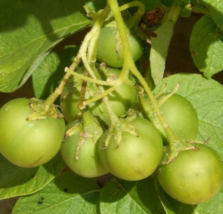 70 Heirloom True Potato Seeds – Mixed Purple, Red, Yellow Varieties – Vegetable Seeds - Image 4