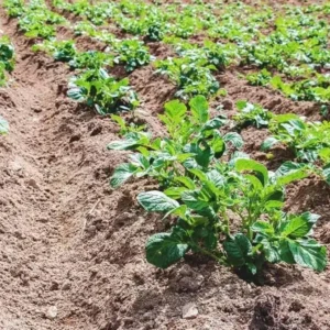 70 Purple Potato Seeds - Heirloom, True Potato Seeds for Garden, Zones 3-9 - Image 3