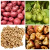 70 Red Potato Seeds - Heirloom True Potato Seeds for Planting, Outdoor Cultivation - Image 1