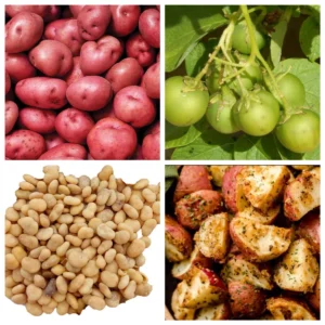 70 Red Potato Seeds - Heirloom True Potato Seeds for Planting, Outdoor Cultivation - Image 1