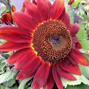75+ Red Sun Sunflower Seeds - Tall, Non-GMO, Heirloom Flower Seeds for Outdoors - Image 2