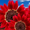 75+ Red Sun Sunflower Seeds - Tall, Non-GMO, Heirloom Flower Seeds for Outdoors - Image 1