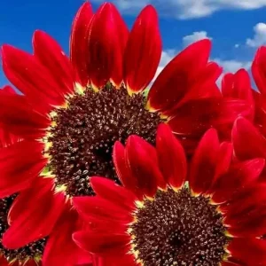 75+ Red Sun Sunflower Seeds - Tall, Red, Non-GMO Heirloom Flower Seeds for Outdoor Garden - Image 1