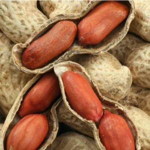 85g Jumbo Bailey Virginia Peanut Seeds for Planting - Organic, Non-GMO - Image 1