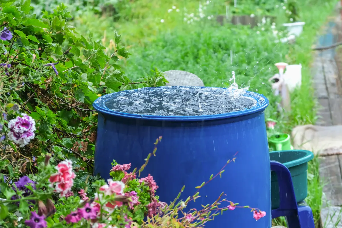 Harvesting rainwater helps conserve water and provides a natural source for your plants