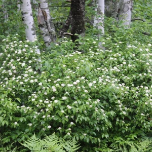 Arrowwood Viburnum Live Shrub Plant – 8-12+ Inches Tall – Set of 2 Outdoor Bushes