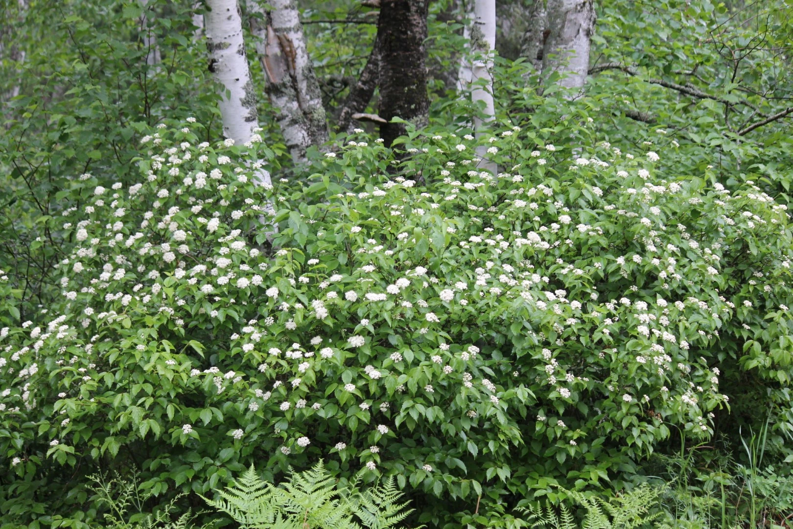 Arrowwood Viburnum Live Shrub Plant – 8-12+ Inches Tall – Set of 2 Outdoor Bushes