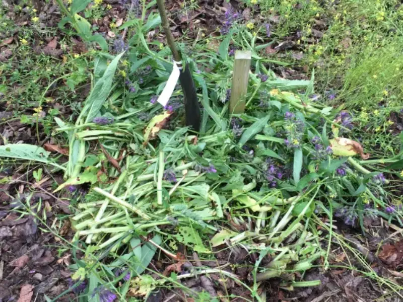 Chopping And Dropping Comfrey Leaves (1)