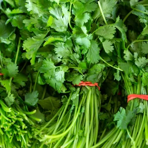 Cilantro