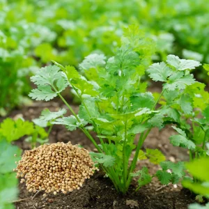 Cilantro Seeds For Planting