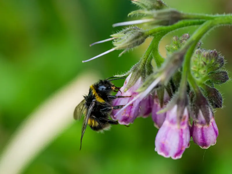 Comfrey flowers and bee
