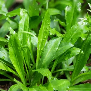 Culantro Seeds For Planting