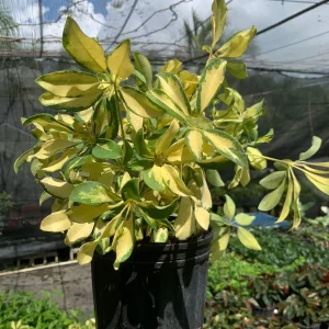 Dwarf Variegated Schefflera Live Plant – Indoor Houseplant, 4-6 inch Pot