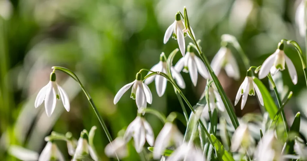 Flowers to plant in february