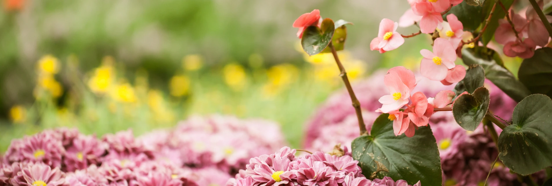 Garden-tree-nursery-spring-sale