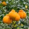 Grafted Shiranui Dekopon Mandarin Orange Tree – Live Plant, Half Gallon Pot No Ship CA,HI