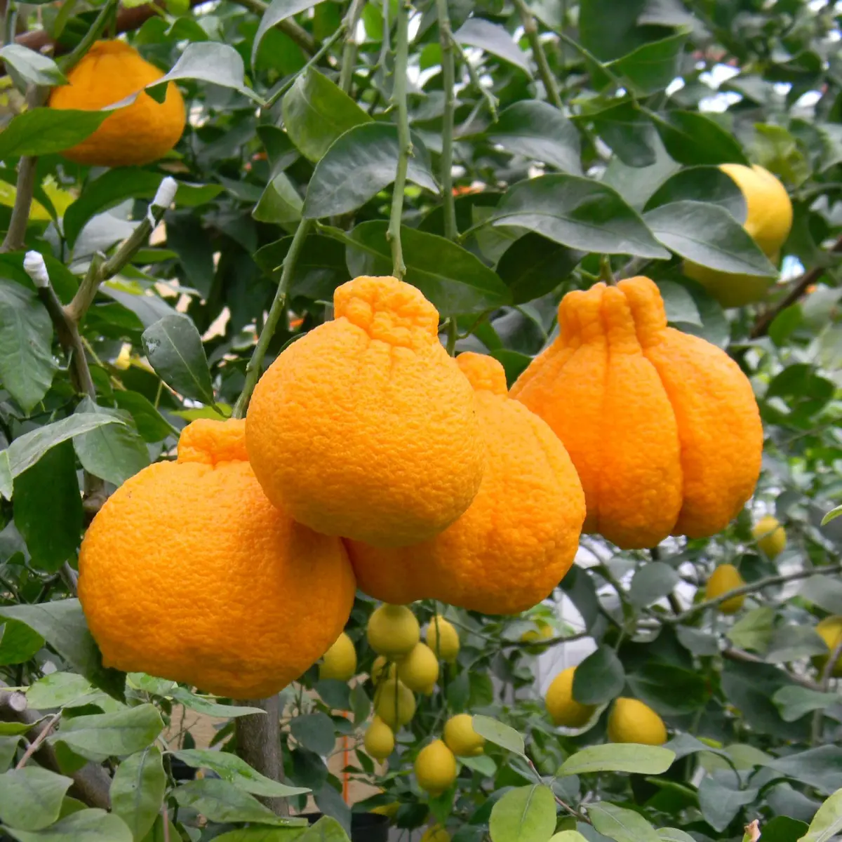 Grafted Shiranui Dekopon Mandarin Orange Tree – Live Plant, Half Gallon Pot No Ship CA,HI