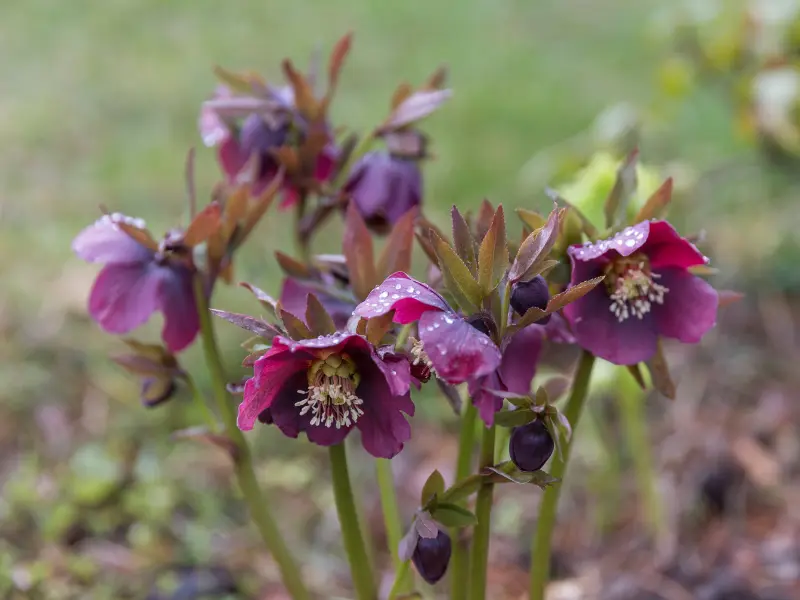 Hellebores (Lenten Rose)