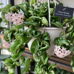Hoya Hindu Rope Plant - Hoya Compacta Live Houseplant - 3 inch Pot