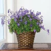 Live-Streptocarpella-Concord-Blue-for-Trailing-Cape-Primrose-Plant-African-Violet-Plants-for-Planting-in-25-Pot-1