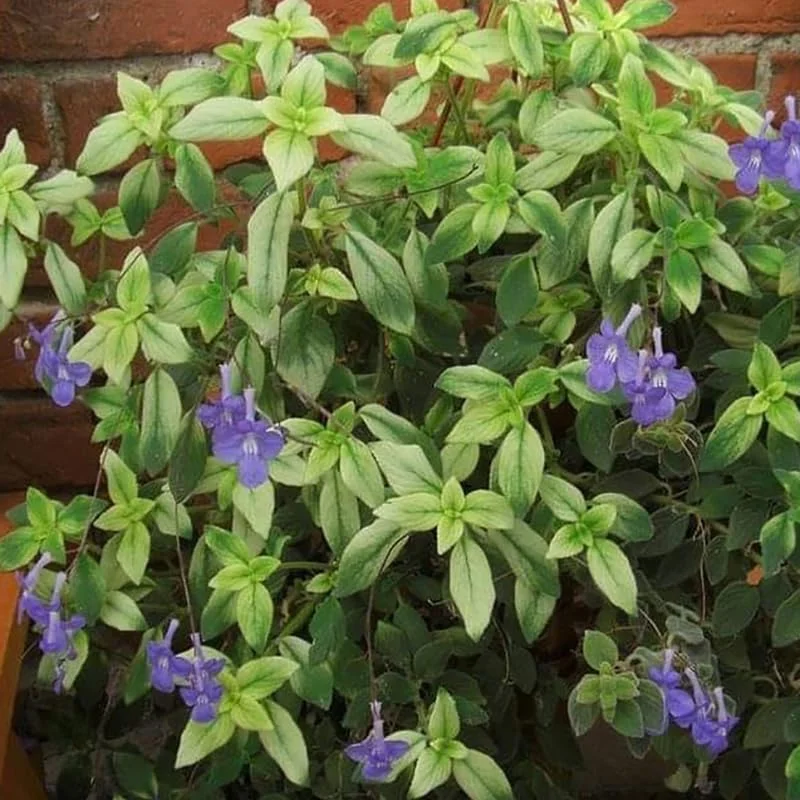 Live Streptocarpella Blue for Trailing, Cape Primrose Plant African Violet Plants for Planting in 2.5″ Pot - Image 4