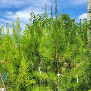 Loblolly Pine Live Plant – Pinus taeda Starter Tree 10 Inches Tall Outdoor
