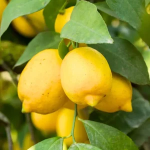 Meyer Lemon Dwarf Tree Live Plant – 1-2 ft Tall – Indoor/Outdoor Patio Citrus