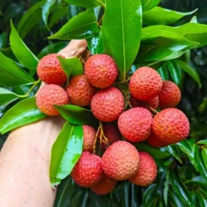 Organic Lychee Live Plant – Sweet Tropical Edible Fruit Tree – 1 Live Plant