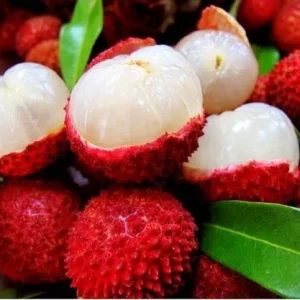 Organic Lychee Live Plant – Sweet Tropical Edible Fruit Tree – 1 Live Plant