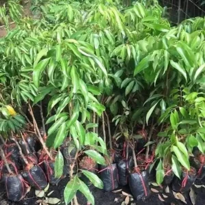 Organic Lychee Live Plant – Sweet Tropical Edible Fruit Tree – 1 Live Plant