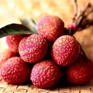 Organic Lychee Live Plant – Sweet Tropical Edible Fruit Tree – 1 Live Plant