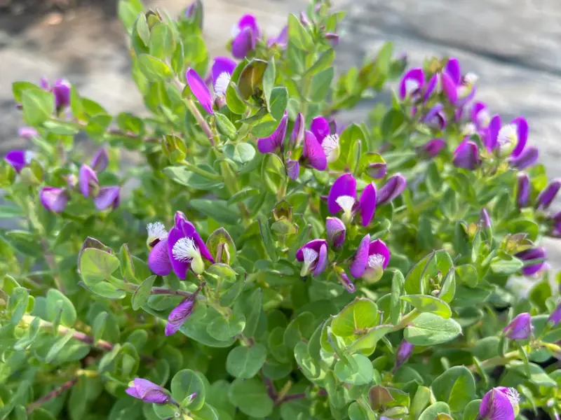 Petite Butterfly Sweet Pea