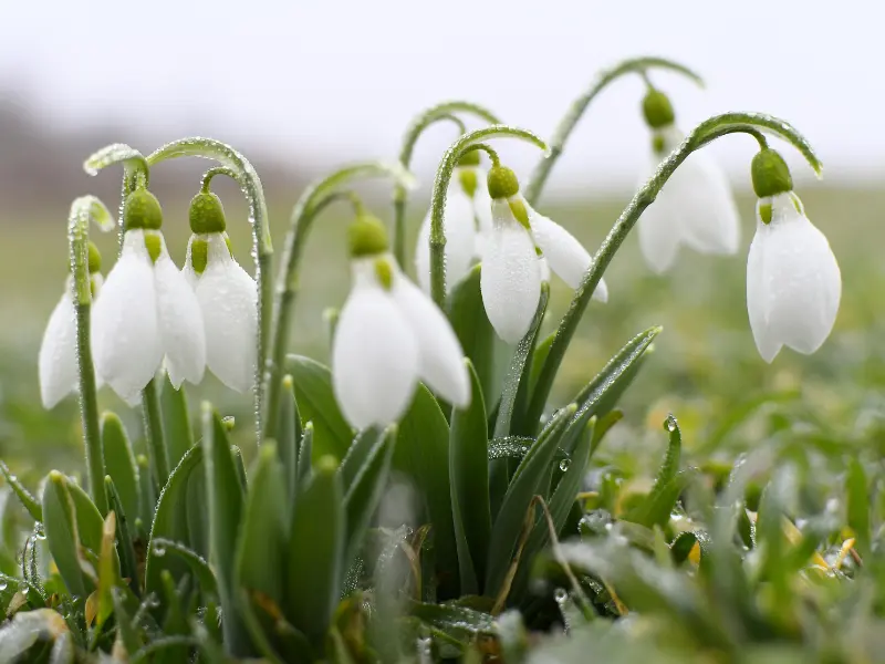 Snowdrops