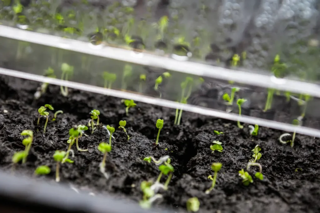 Start-Seeds-Indoors-for-a-Head-Start
