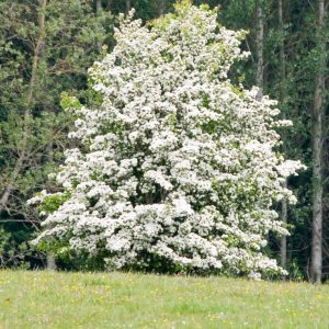 Washington Hawthorn Tree Live Plant - 18-24" Tall, 2-3 Years Old, Set of 2 Outdoor Trees