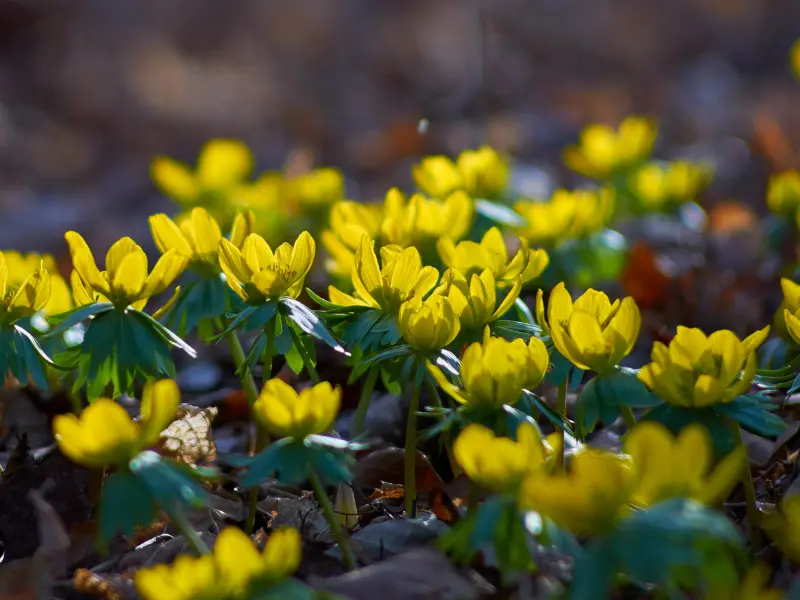 Winter Aconite